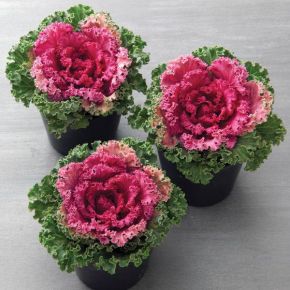 Kamome Bright Red Flowering Kale